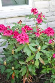 Nova Zembla Rhododendron Chalet Nursery Rhododendron Plants Red Flowers