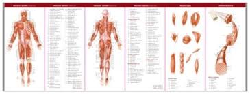 anatomical chart companys illustrated pocket anatomy the muscular skeletal systems study guide