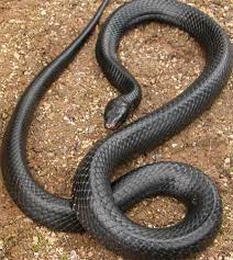 Texas Indigo Snake Snake Snake Photos Reptile Snakes