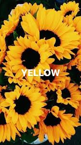 Check spelling or type a new query. Aesthetic Yellow Wallpaper Sunflower Largest Wallpaper Portal
