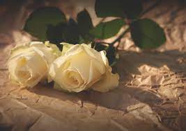 Lots of designs and wall coverings at fab prices. Two White Roses On Beige Textile Hd Wallpaper Wallpaper Flare
