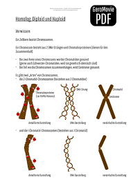 Nur mit chromosomensatz, n, c und diploid und haploid haperts noch. Homolog Diploid Und Haploid Geromovie Pdf
