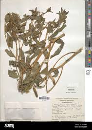 Image result for Sphenocleaceae