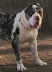 American Mastiff - Price, Temperament, Life span