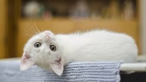 Kedi Opucugu Nedir Kediler Sizi Gozleriyle Opuyor Evrim Agaci