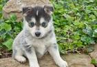 Pomsky puppies: Pomeranian husky-mix types with size and price
