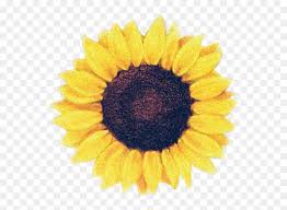 Download Sunflowers Png Watercolor Sunflower Tattoo Transparent Png Vhv