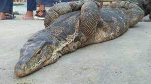 Banyak juga orang yang dibuat bingung, karena elang harpy terlihat seperti manusia menggunakan kostum burung. Top 3 Berita Hari Ini Biawak Sebesar 21 Kg Teror Warga Cirebon Regional Liputan6 Com