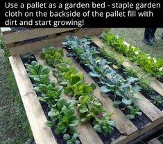 Rezeki buat kebun tepi rumah, siapa sangka pernah terima kunjungan orang istana! 62 Kebun Sayur Ideas In 2021 Sayur Menanam Sayuran Taman Herba