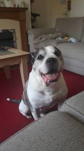 What does a staffordshire bull terrier look like? This Is My American Bulldog Cross Staffordshire Bull Terrier Doofy It S His 12th Birthday Today Say Happy Birthday In The Comments Dogpictures