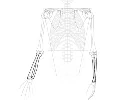Wie Zeichnet Man Ein Skelett Schritt Fur Schritt Design Illustration Website Entwicklung Computerspiele Und Mobile Anwendungen