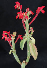 Image result for Monadenium rugosum