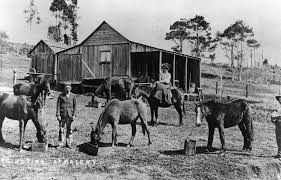 Ernie And Alf Skerman Feeding The Horses On The Farm At Maleny Queensland In The Very Early 1900s Bertha Skerman Is Sitting Side Saddle On Village City Horses