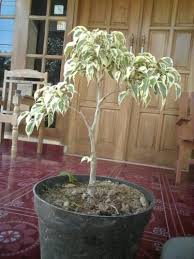 Bakalan Bonsai Mame Beringin Bibit Tanaman Berkebun Hobi Koleksi Bukalapak Com Inkuiri Com