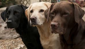 Are chocolate labrador retrievers good family pets? Labrador Retriever Club Breeders Directory