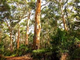 The threat to the town of northcliffe from a massive fire that has been burning in wa's south west for he said favourable weather conditions and work done by firefighters had made a huge difference. Bibbulmun Track Northcliffe To Walpole Inspiration Outdoors