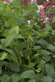 Image result for Glycine max