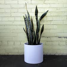 Image result for Uvaria laurentii