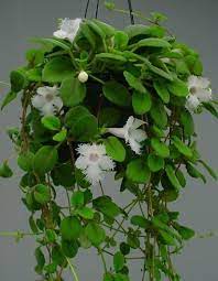 Order flowering from the arbor day foundation nursery. Alsobia Dianthiflora Lace Flower Vine 1 Plant 3 Pot Flowering Vines Hanging Plants Plants
