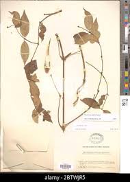 Image result for Secamone alpini