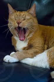Check spelling or type a new query. Cat Portrait By Francine Mancini Photo Stock Snapwire