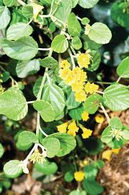 Image result for Cordia sp.A.