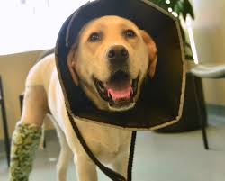 49 reviews of vca animal emergency hospital southeast we went there around 11:30 p.m. Emergency Vet Care In Pasadena Tx Spencer Animal Hospital