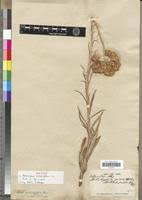 Image result for Helichrysum harveyanum