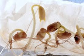 This is a very persistent rumor, caused in most cases by improper drying & storage techniques. Germinating Seeds In A Bag Science Experiment For Kids