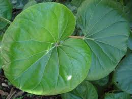 Cha De Canela De Velho Beneficios E Maleficios Pin On Dicas De Beleza Saude