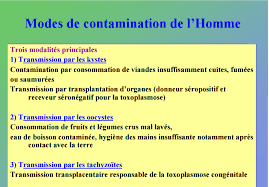 Http Univ Ency Education Com Uploads 1 3 1 0 13102001 Parasito31 Toxoplasmose Pdf