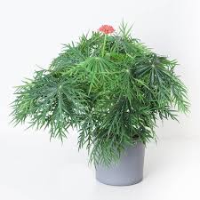 Image result for Jatropha erythropoda