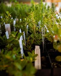 Image result for Uvaria schweinfurthii