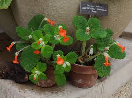 Image result for Gesneriaceae