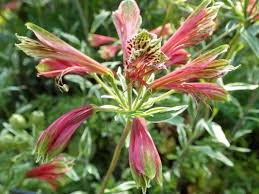 Image result for Alstroemeria pulchella