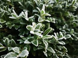 Not looking after the pond correctly could cost you dearly come the spring. 5 Ways To Look After Your Garden In Winter Me Him The Dog And A Baby