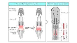 (anatomy) a metamere, one of a series of segments, arranged longitudinally, of which some animals are composed. General Embryology Dr Shivarama Bhat Events Differentiation Of