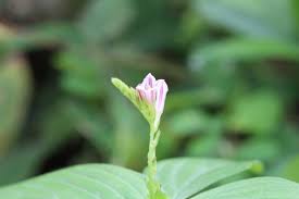 Image result for Spigelia anthelmia