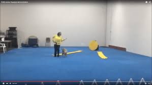 Pennsylvania Dog Trainer Will Teach Your Pup to Sit, Stay and Salsa