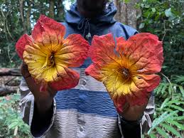 Image result for Fernandoa magnifica