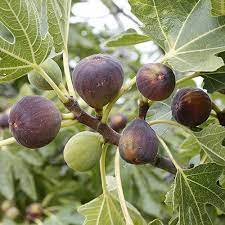 Fig trees are cultivated in dry and sunny areas. Fig Plant At Rs 60 Plant Fig Plant Id 16479611512