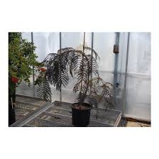 Hybride obtenu par l'université de caroline du nord (usa) par. Albizia Julibrissin Ncaj1 Chocolate Fountain Pp 25813 Chocolate Fountain Mimosa Tree Broken Arrow Nursery
