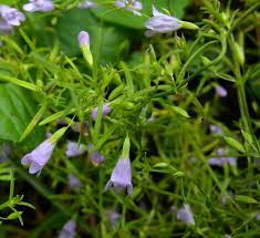 Image result for Clinopodium myrianthum