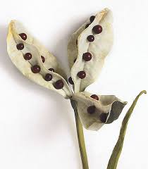 Keep reading if you want to know about how i feel, though. Petitcabinetdecuriosites Via Iris Seed Pod From Tiny Seeds Seed Pods Iris Flowers Seeds