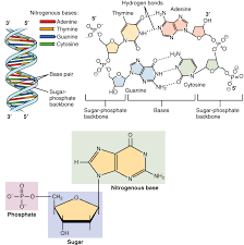 aufbau organisation und verschiedene arten der dna