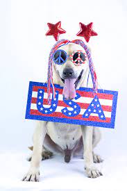 Adoptable Pets Greenville Greene County Humane Society Daily Dog Tag Humane Society Dog Adoption Dog Tags