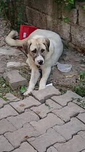 T C Zulal Kutluer בטוויטר Izmir Cok Cok Acil 6 Aylik Disi Alacobankopegi Ala Coban Kopegi Yuvaariyor 5354243061 Https T Co Syx2q8zkfp Https T Co Cbnxyu0cjj