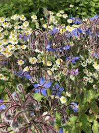 Farm To Table In Portland Oregon Urban Farming Farm Flowers