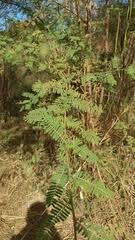Image result for Sesbania brevipedunculata