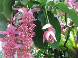 30,0 x 45,0 x 12. Medinilla Coltivazione